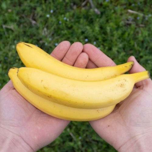 5/23 발송) 산지직송 국산 유기농 바나나 1.5kg 2.5kg 친환경 과일